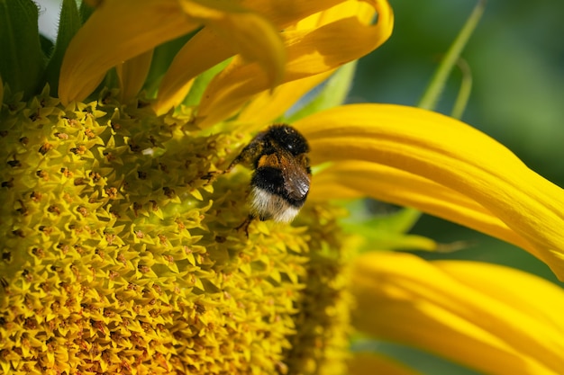 Abelha coletando néctar e pólen em uma flor de girassol em flor em um close-up de um dia de verão macro fotografia