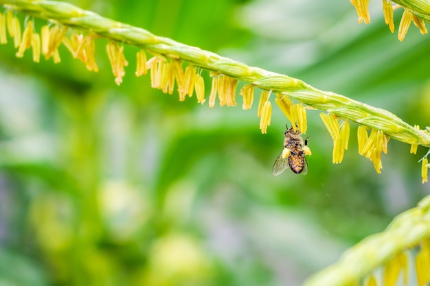 Abelha coletando pólen na flor do milho no campo da agricultura