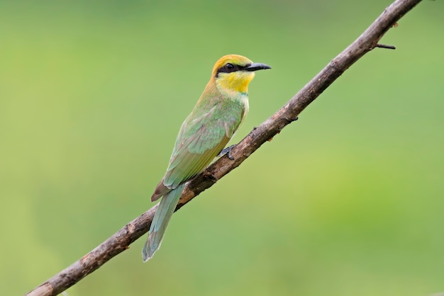 Abelha-comedor de cauda azul Merops philippinus Belo pássaro da Tailândia