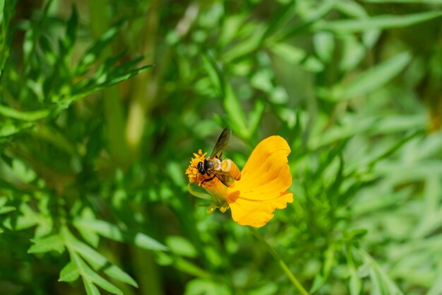 Abelha comendo néctar da flor do pólen do cosmos amarelo florescendo no jardim verde, fundo da natureza