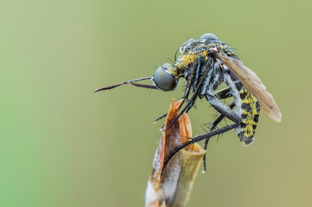 Abelha corcunda tophoxora voar sobre fundo verde