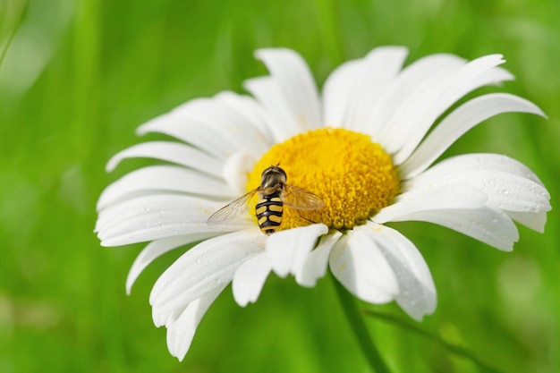 Abelha da vespa na flor de camomila