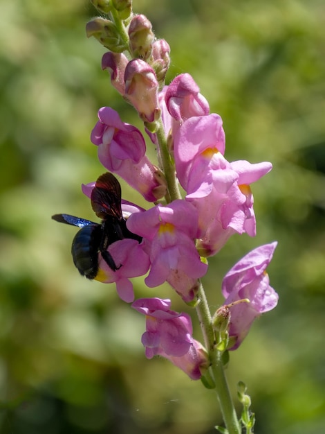 Foto abelha de carpinteiro (xilocopa)