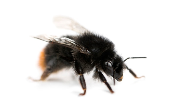 Abelha-de-cauda-vermelha, Bombus lapidarius na frente de um fundo branco