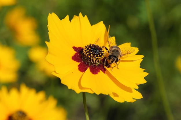 Abelha de drone em uma flor amarela de verão