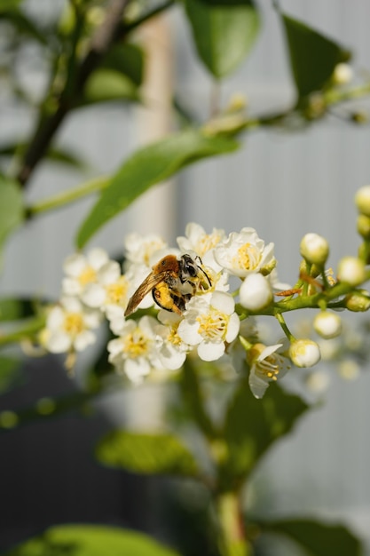 Abelha de inseto coleta néctar de flores brancas, close-up