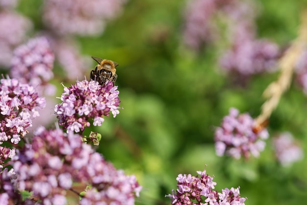 Abelha de mel coletando néctar em uma flor do arbusto de borboletas de flores Insetos ocupados