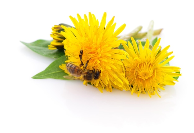 Abelha de mel e flor amarela isolada em um fundo branco