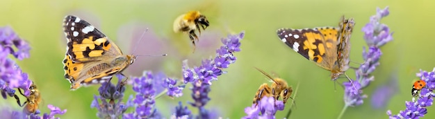 Abelha-de-mel e joaninha em flores de lavanda em vista panorâmica