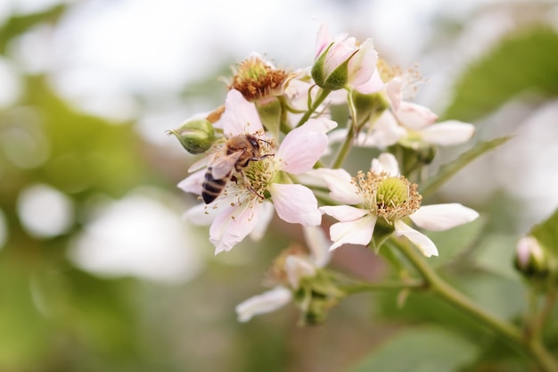 Abelha de mel em flor de amora e coleta de pólen contra fundo desfocado no verão close-up