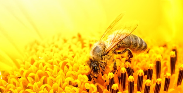 Abelha de mel em um foco seletivo de closeup de flor de girassol
