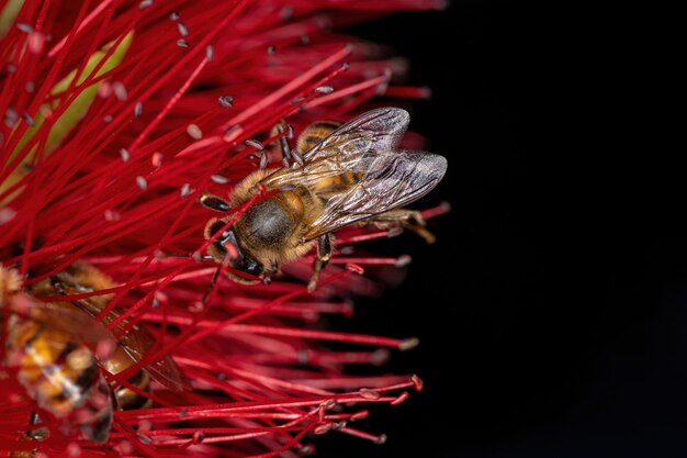 Abelha de mel ocidental adulta da espécie Apis mellifera polinizadora de flores em escova de garrafa