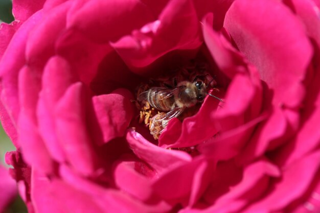 Abelha descansando em uma rosa