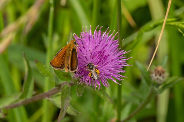 Abelha e borboleta compartilhando uma flor