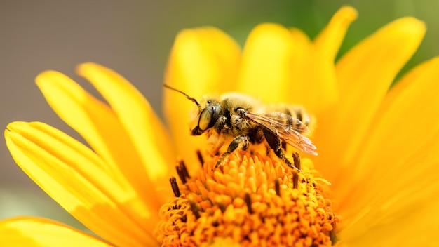 Abelha e flor. perto de uma grande abelha listrada coletando pólen em uma flor amarela em um dia ensolarado. fundos de verão e primavera. macrofotografia