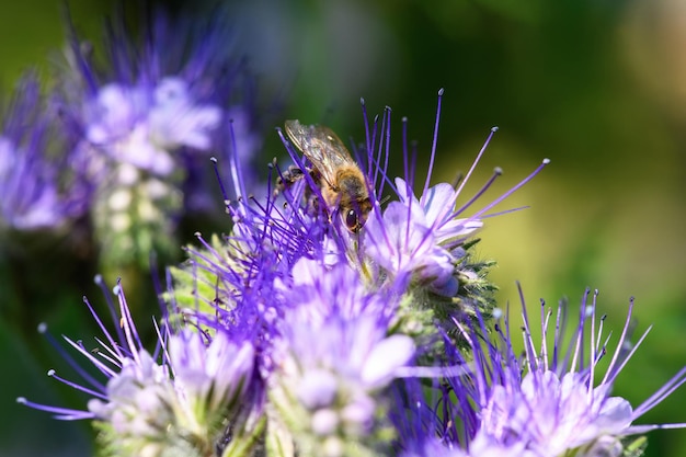 Abelha e flor phacelia Close-up de uma grande abelha listrada coletando pólen de phacelia em um fundo verde Fundos de verão e primavera