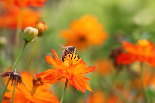 Abelha e flor