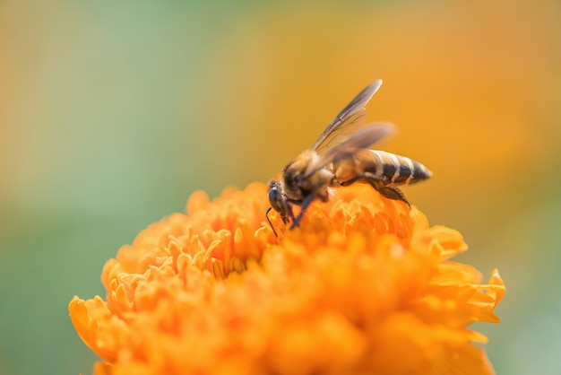 Foto abelha em calêndula laranja dupla, gênero tagetes ou espécie calendula officinalis clarear