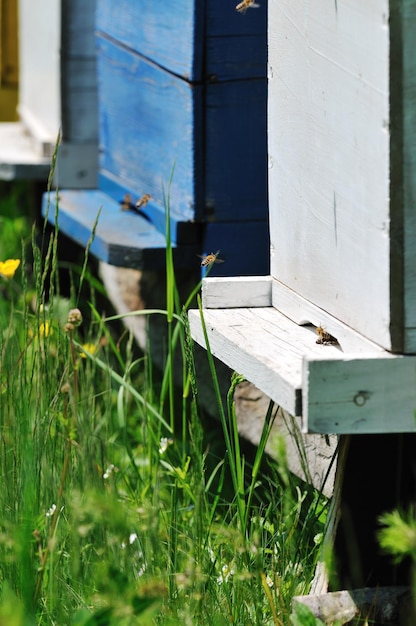 abelha em casa no prado com flores e grama verde fresca na primavera