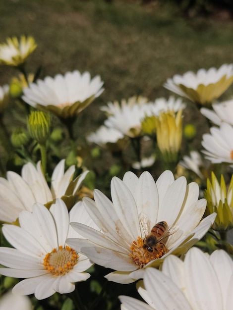 Foto abelha em cima de uma margarida