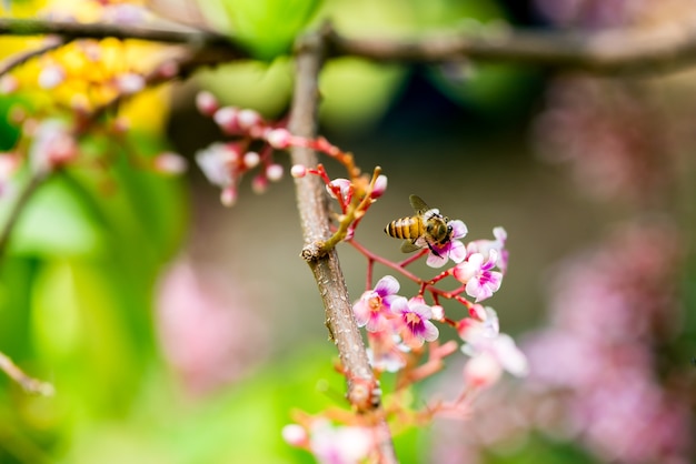 Foto abelha em flor