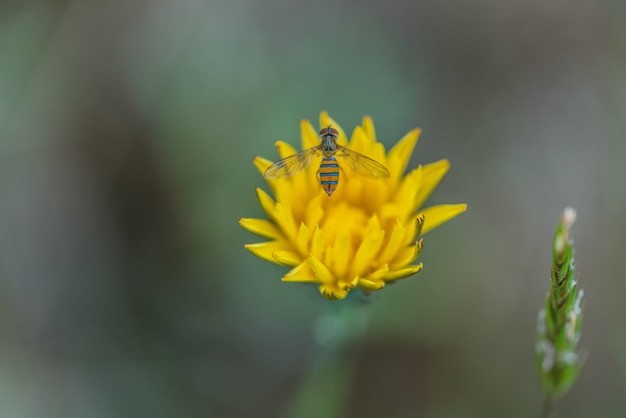 Abelha em flor