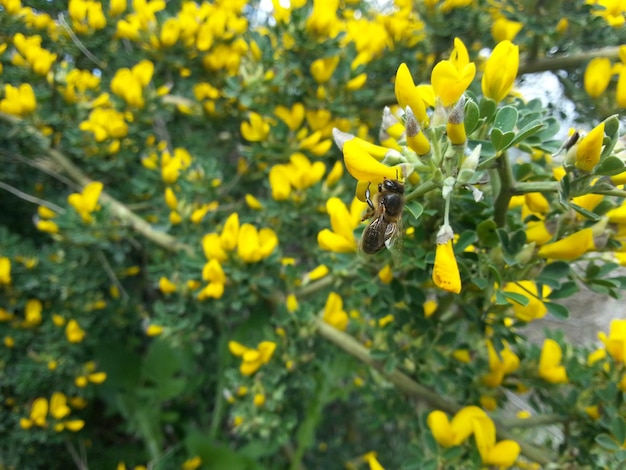 Foto abelha em flores amarelas