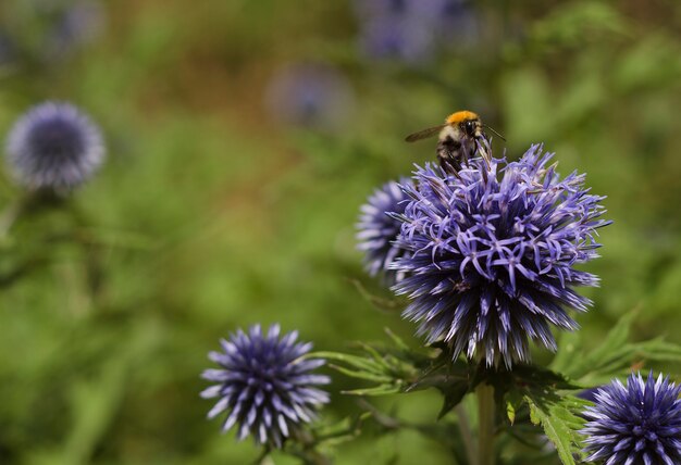 Abelha em flores azuis Echinops