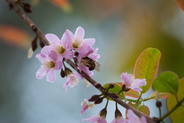 Abelha em flores de cerejeira molhadas