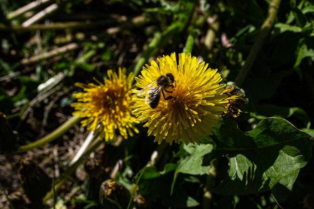 Abelha em flores de dente-de-leão na grama