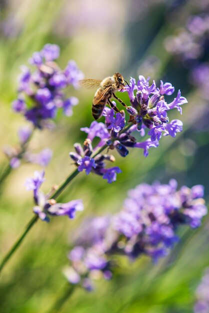 Abelha em flores de lavanda