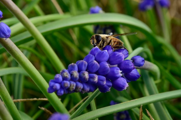 Abelha em flores na primavera