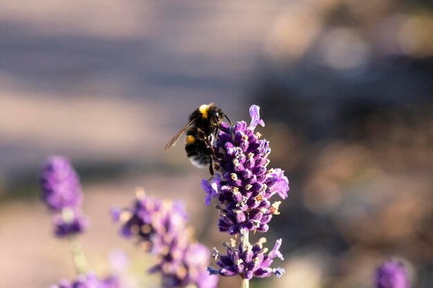 Abelha em fundo de verão flor de lavanda na cor lavanda