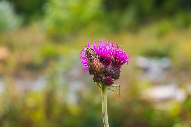 Abelha em um cardo roxo florescendo