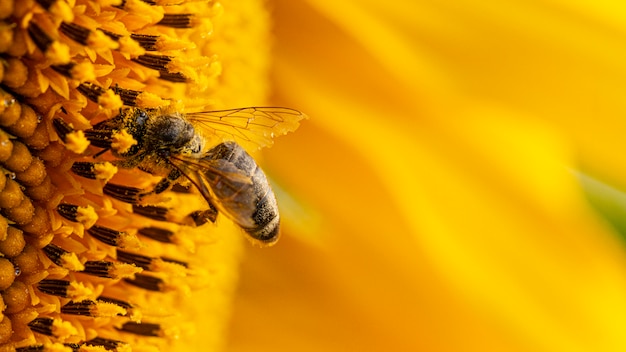 Abelha em um pólen amarelo, coleta néctar de girassol