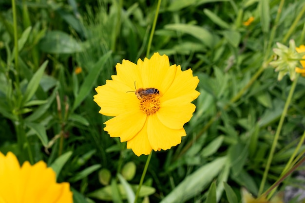 Abelha em uma flor amarela entre folhas verdes