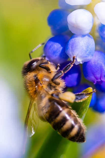 Foto abelha em uma flor azul e branca.