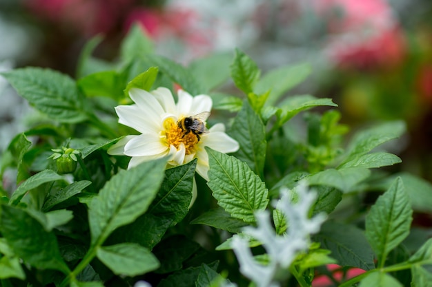 abelha em uma flor branca no feald