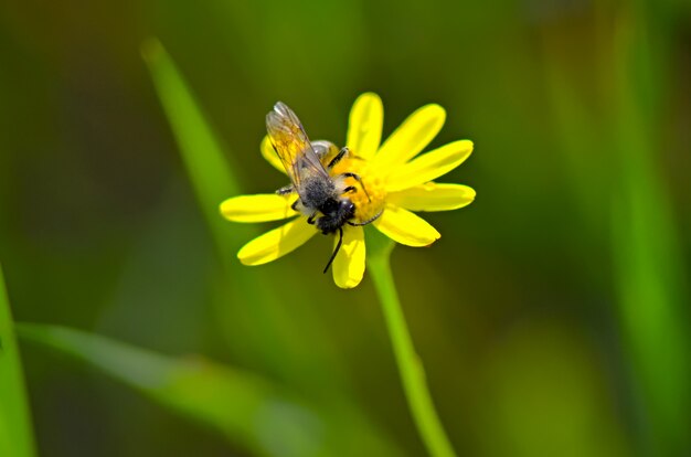 Abelha em uma flor coletando pólen para criar mel