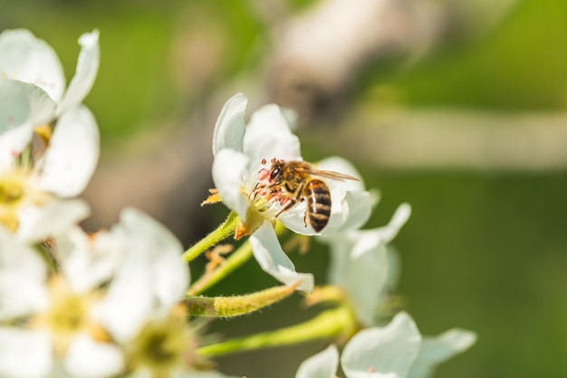 Abelha em uma flor das flores brancas. uma abelha coletando pólen