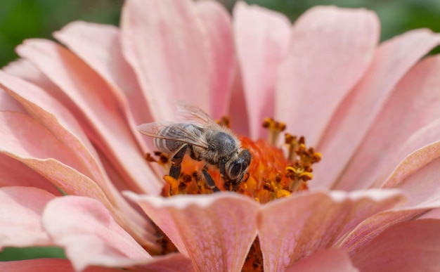 Abelha em uma flor rosa closeup