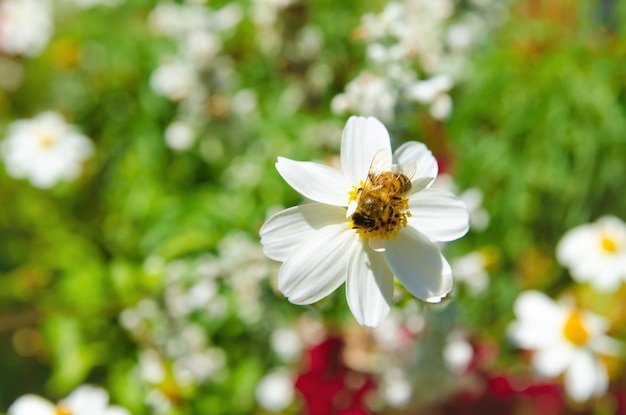 abelha em uma flor