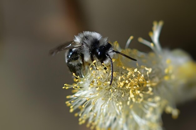 abelha em uma flor