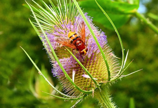 Abelha em uma flor