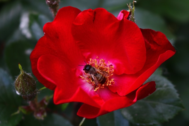 Abelha em uma linda flor vermelha