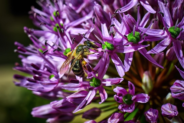 Abelha em uma macro de closeup de flor com bokeh de fundo desfocado