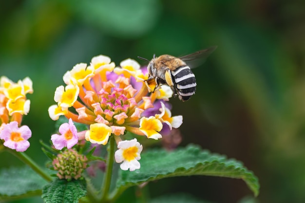 abelha escavadora de faixas brancas Amegilla quadrifasciata polinizando uma flor de lantana camara
