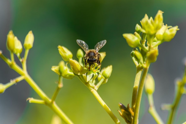 Abelha europeia polinizando a flor de abacate