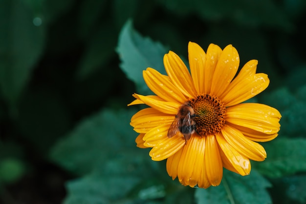 Abelha fofa na suculenta flor amarela com centro laranja e pétalas puras agradáveis vívidas.