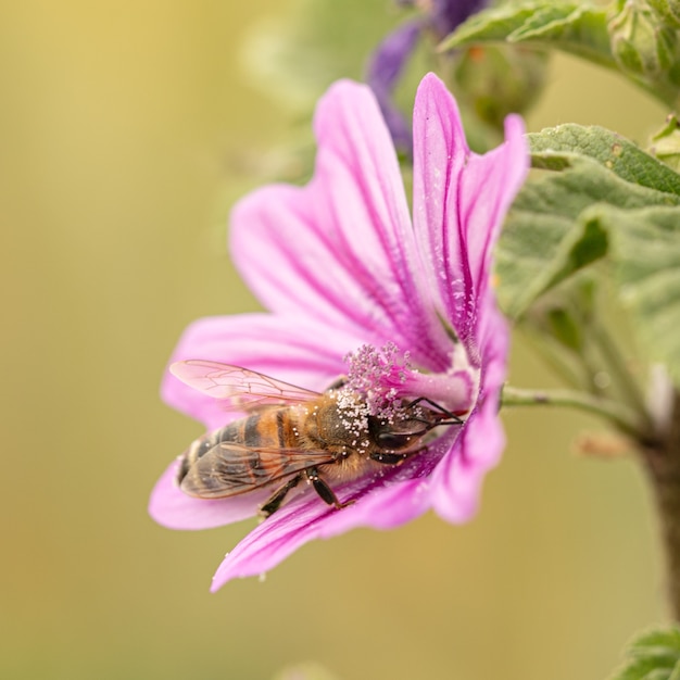 Abelha forrageando em uma flor de malva na natureza